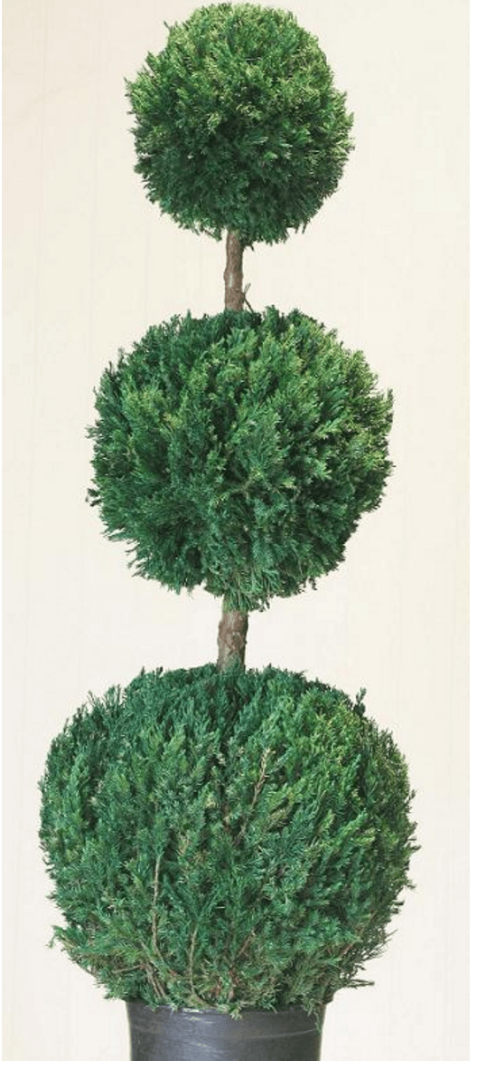 Live Preserved Triple Ball Topiary 60 inches Tall Topiary
